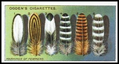 22 Markings of Feathers
